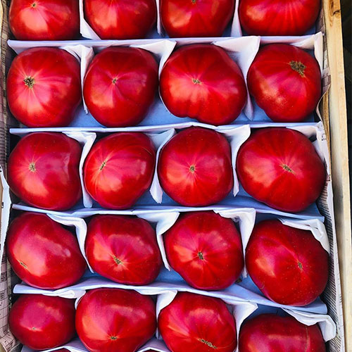Где купить помидоры Морено-Валли